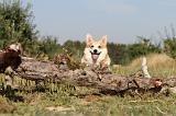 CORGI PEMBROKE 168